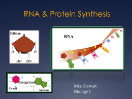 Biology 1 Notes Chapter 12 - DNA and RNA Prentice Hall pages