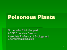 Plant Identification and Poisonous Plants