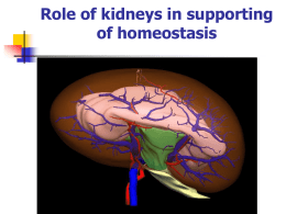 Physiology of kidney. Uropoesis. Role of kidney in keeping
