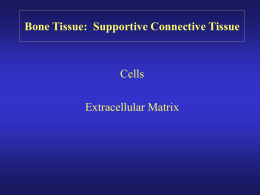 Supportive Connective Tissue