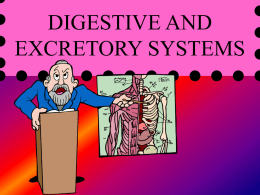 DIGESTIVE AND EXCRETORY SYSTEMS