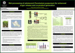 Wet processing of adolescent Pennisetum purpureum for enhanced