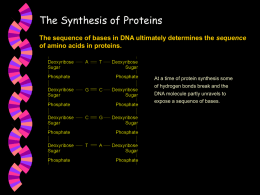 The Synthesis of Proteins