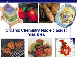 Nucleic Acid Notes (DNA,RNA) - Bremen High School District 228