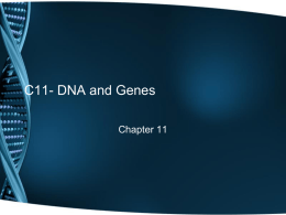 C11- DNA and Genes