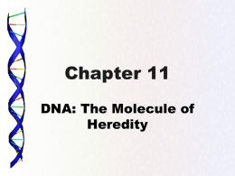 Chapter 11 - BickfordBiology