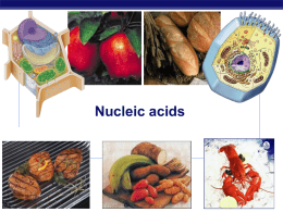 Ch 5 Nucleic Acids Powerpoint 2012