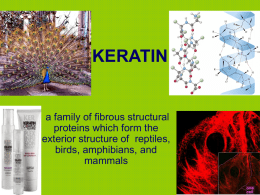 keratin - trefzclasses