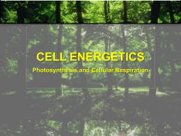 Cell Energetics