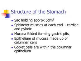 Structure of the Stomach