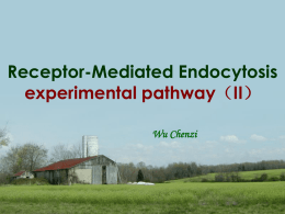 Receptor-Mediated Endocytosis experiment pathway（II）