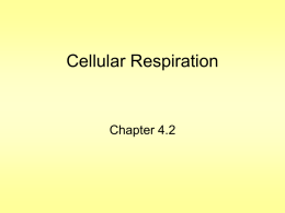 cellular respiration 5