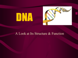 Structure & Function of DNA