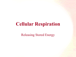 Cellular Respirationx