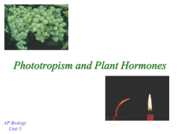 Phototropism & Plant Hormones - mvhs