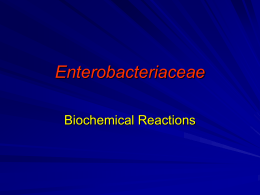 Enterobacteriaceae - Home - KSU Faculty Member websites