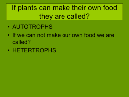 PHOTOSYNTHESIS HOW PLANTS MAKE THEIR