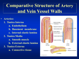 Comparative Structure of Artery and Vein Vessel Walls Arteries