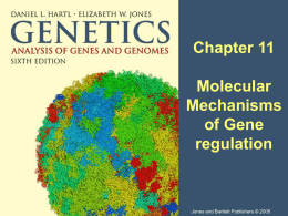 from Chapter 11: Gene Regulation