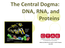The Central Dogma: DNA, RNA, and Proteins