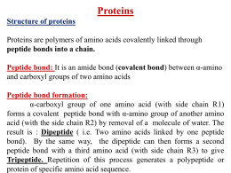 Amino acids and protein (lect 3%2c 2015)