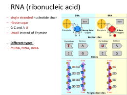 Central Dogma PPT