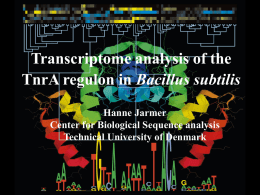 Transcriptome analysis of the TnrA regulon in Bacillus subtilis