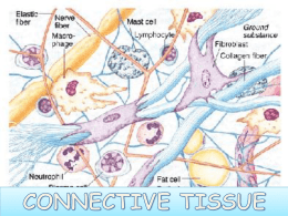 47_Biochemistry of Connective Tissue