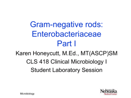 Enterobacteriaceae GNRs