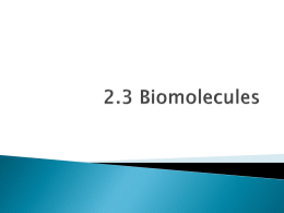 2.3 Biomolecules Hon