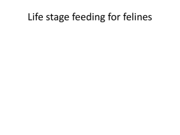 lifestage feeding pp cats