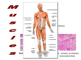 Muscle Notes