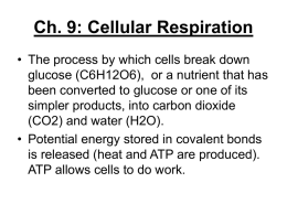 Ch. 9: Cellular Respiration