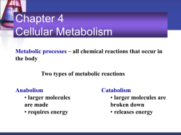 Chapter 4 Cellular Metabolism - A