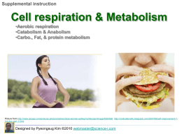 Respiration and Metabolism
