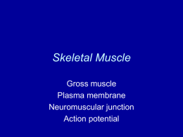 Introduction to Skeletal Muscle