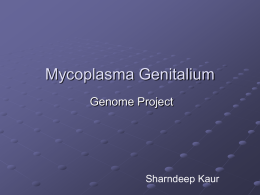 Mycoplasma Genitalium