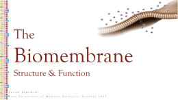 Biomembrane Structure & Function