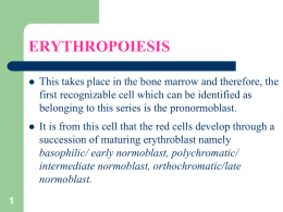 Erythropoiesis - MEDICAL