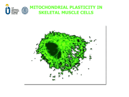 MITOCHONDRIAL PLASTICITY IN SKELETAL MUSCLE CELLS