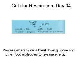 BT02D04 - 09.21.10 - Cell Respiration Continued