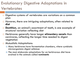 Evolutionary Digestive Adaptations in Vertebrates