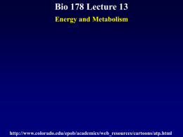 Biol 178 Lecture 13