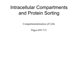 TABLE 12–1 Relative Volumes Occupied by the Major Intracellular