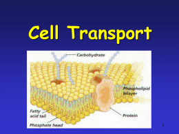Cell Transport ppt notes
