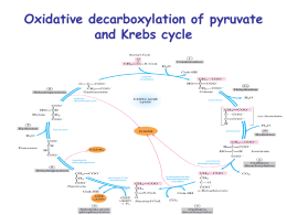 17_Oxidative decarboxylation of pyruvate and Krebs cycle
