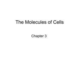Ch 3 The Molecules of Cells