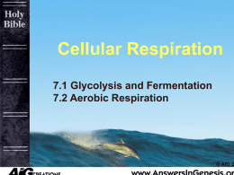 owen cell Respiration