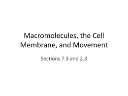 Macromolecules & the Cell Membrane