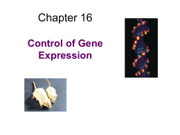Molecular Biology of Gene Function